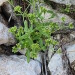 Valeriana dentata عادت