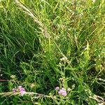 Achillea distans ശീലം