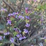 Plumbago europaea Flower