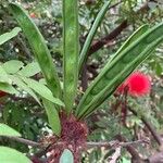 Calliandra haematocephala Fruit