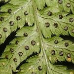 Dryopteris guanchica ഇല