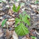 Rubus idaeusFrunză