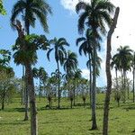 Roystonea borinquena Habitatea