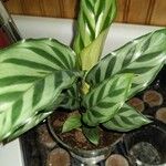 Calathea concinna Leaf