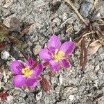 Spergularia rubra Blüte