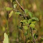 Betula humilis Leaf
