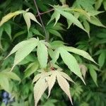 Acer palmatum Leaf