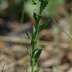 Lepidium hirtum Hostoa