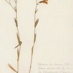 Vaccaria hispanica 形態