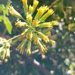 Solanecio angulatus Flor