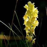 Linaria vulgaris Habitus