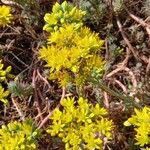 Petrosedum rupestre Συνήθη χαρακτηριστικά