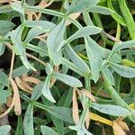 Crithmum maritimum Blatt