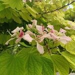 Bauhinia monandra Цвят