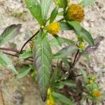 Bidens tripartita Blatt