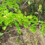 Haematoxylum campechianum Folio