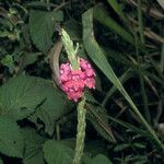 Stachytarpheta mutabilis Λουλούδι