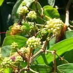 Calliandra trinervia Fruit