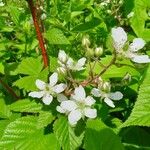Rubus allegheniensis Květ