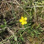 Ranunculus glaberrimus Hábitos