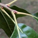 Quercus falcata Other