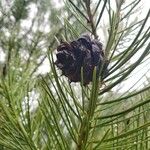 Pinus bungeana Плод