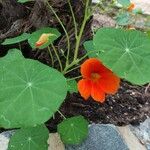 Tropaeolum majusLorea