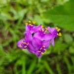 Tradescantia crassifolia Kvet