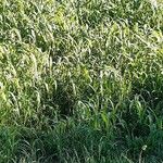 Miscanthus sacchariflorus Leaf