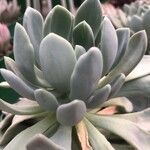 Pachyphytum bracteosum পাতা