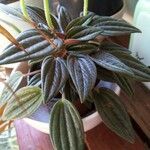 Peperomia caperata Blatt