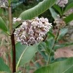 Asclepias syriacaFlower