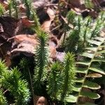 Lycopodium annotinum Foglia