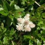 Oenanthe fistulosa Flower