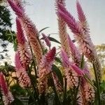 Celosia argentea Blatt