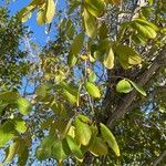 Picrodendron baccatum Hoja