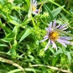 Symphyotrichum puniceum Flower