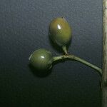 Vismia ramuliflora Fruit