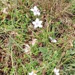 Linum tenuifolium Natur