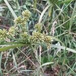 Cyperus difformis Fulla