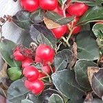 Gaultheria procumbens Frucht