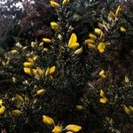 Ulex europaeusBlomst