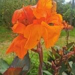 Canna × hybridaFlower