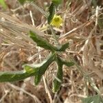 Cucumis ficifolius Gyümölcs