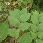 Celtis occidentalis Feuille