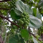 Coccoloba uvifera Folla