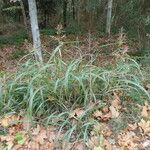 Sorghum halepense Habit