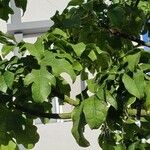 Brachychiton acerifolius Blad