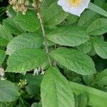 Rosa multiflora Blatt