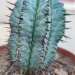 Euphorbia polygona Leaf